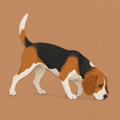 Beagle