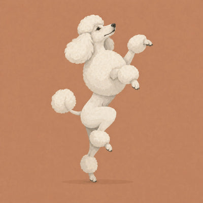 Poodle