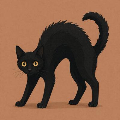 Gato Preto