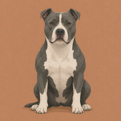 pitbull
