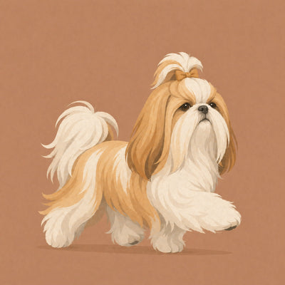 Shih Tzu