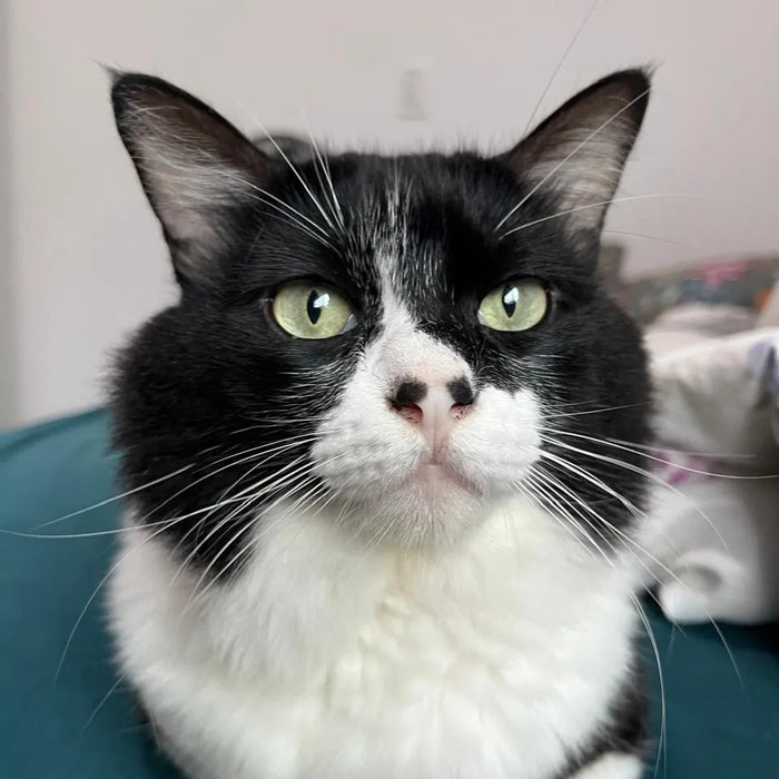 Meli